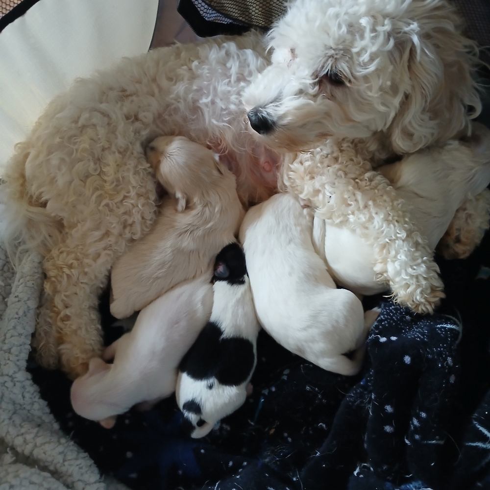 Meet The Rescues We Have - Picture 11 of 16